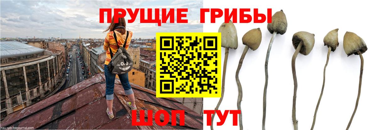 Псилоцибиновые грибы мухоморы Омск